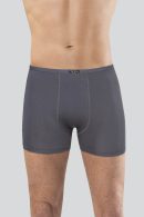 Anıt Bambu Boxer